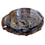 Petrified Wood, Araucaria