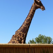 Giraffe by Christian Hoffmann
