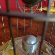 Clock - Bird Cage Bontemps