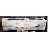 Petrified Wooden Trunk, half, black and white